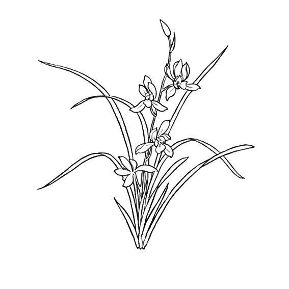 花草简笔画