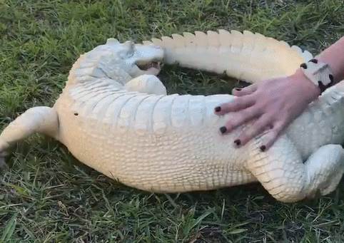 鳄鱼图片