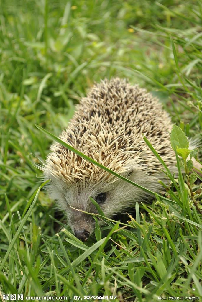小刺猬图片