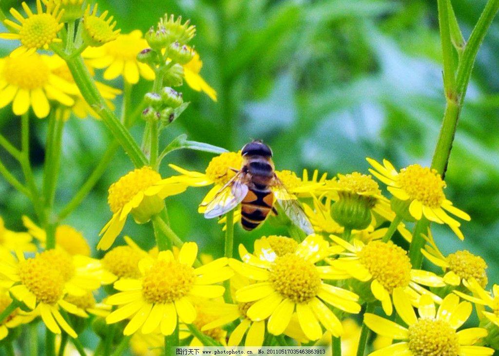 蜜蜂图片大全大图