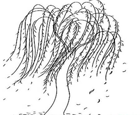 柳树图片儿童画