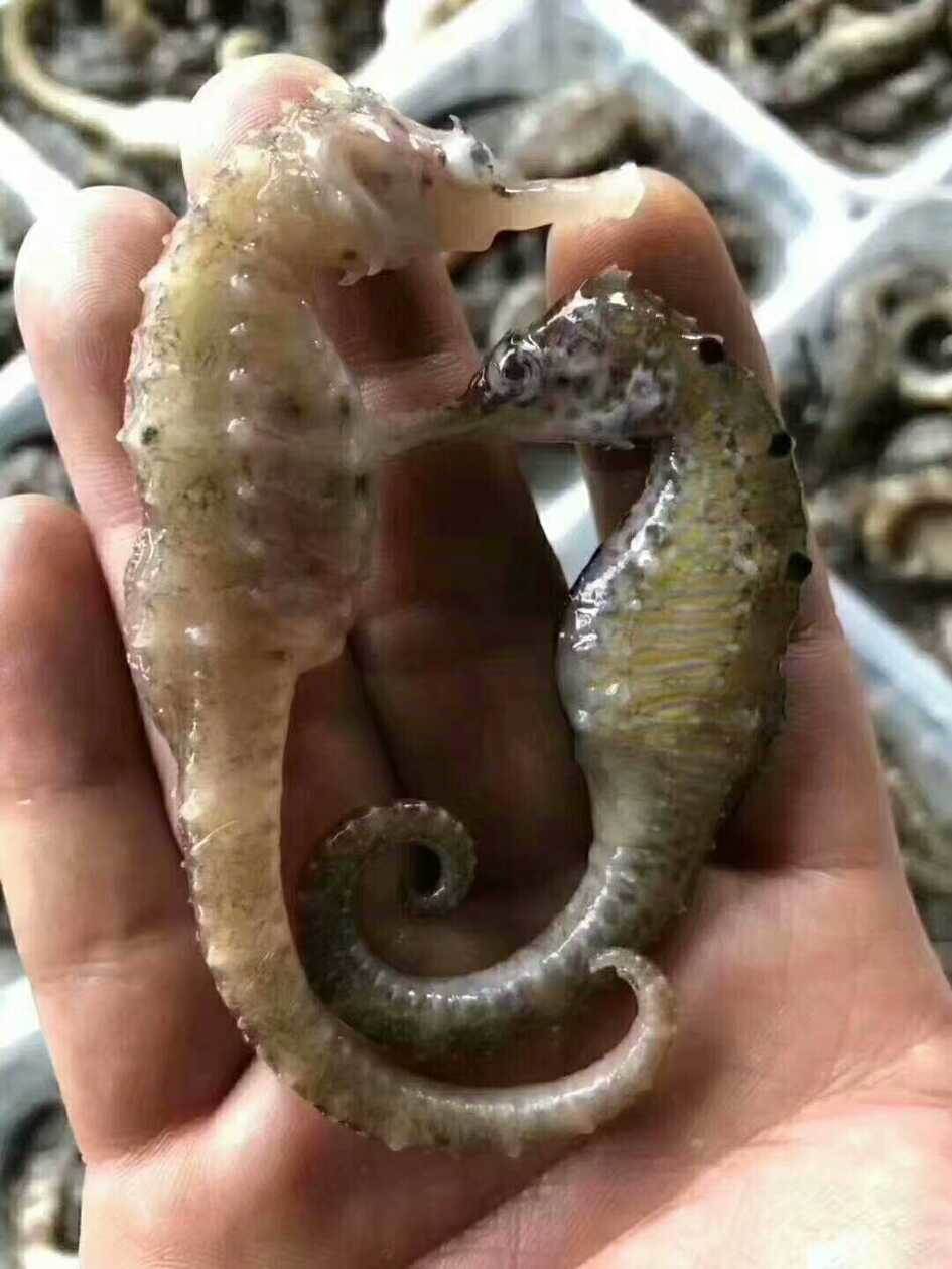 海马的图片