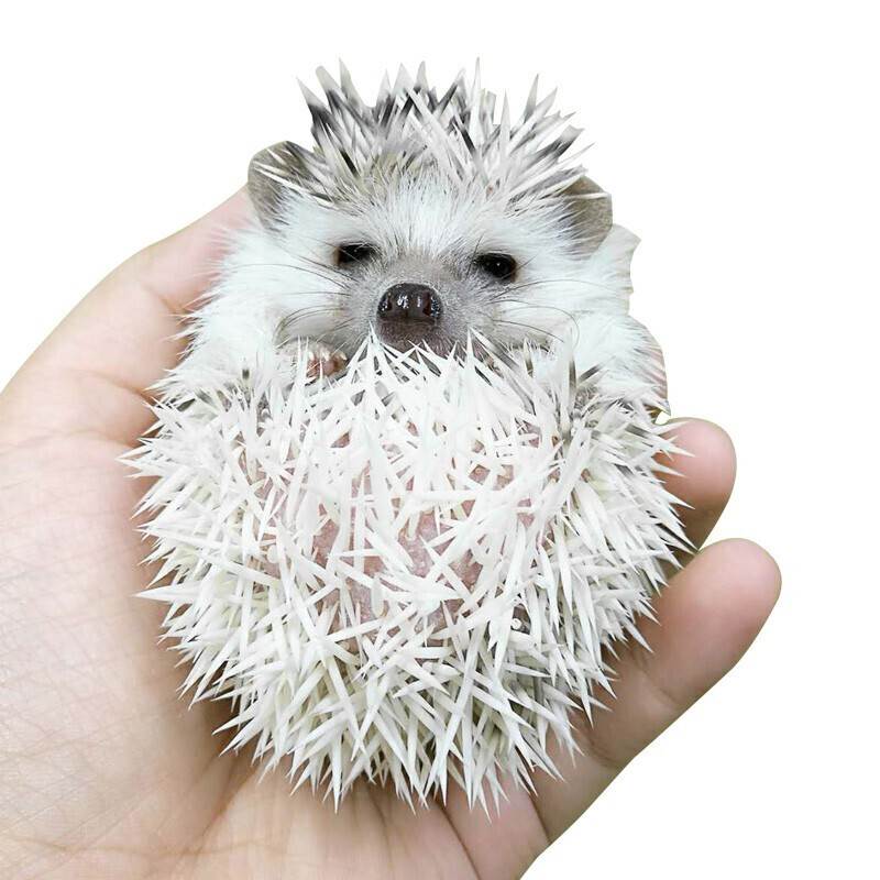 小刺猬图片