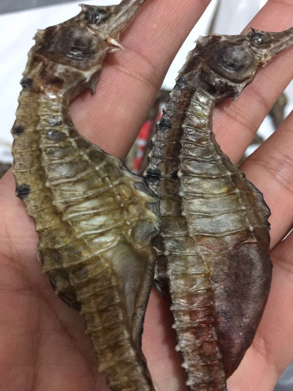 海马的图片
