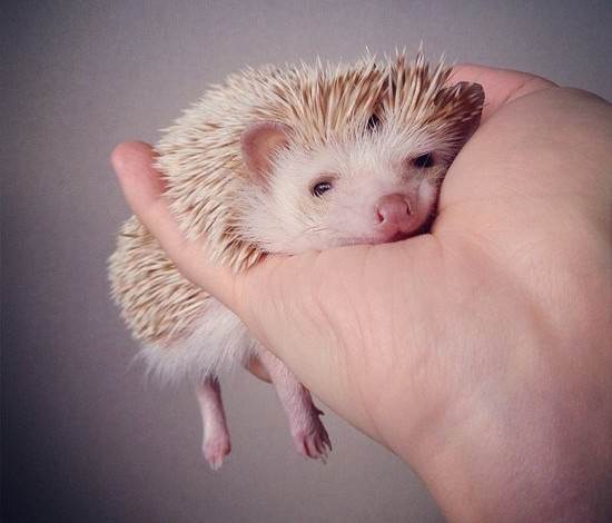 小刺猬图片