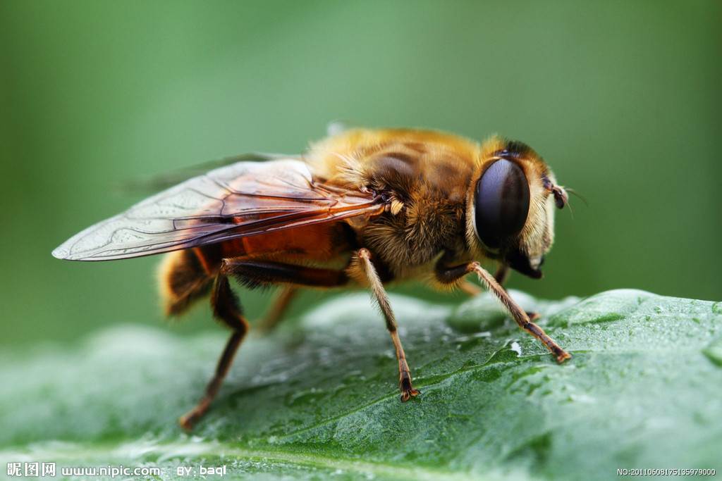 蜜蜂图片大全大图