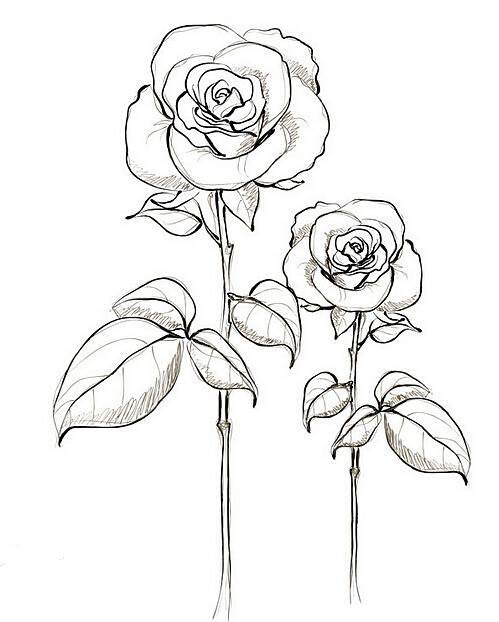 玫瑰花简笔画图片大全