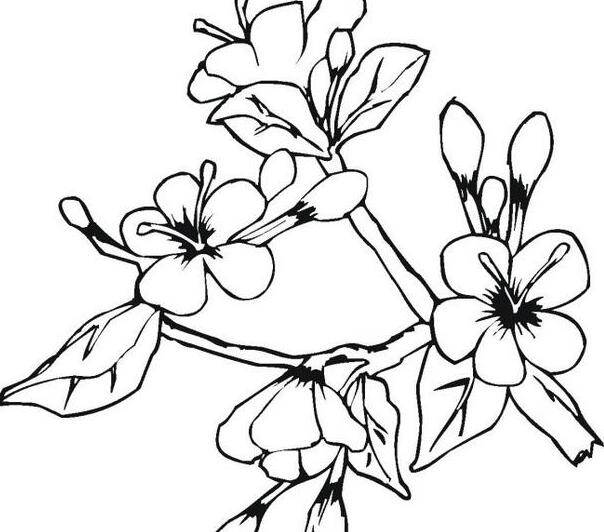 桃花简笔画图片带颜色