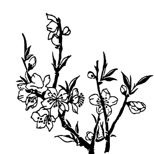 桃花简笔画图片带颜色