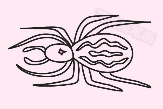 蜘蛛图片简笔画
