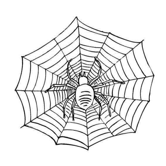蜘蛛图片简笔画