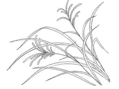 小草的简笔画
