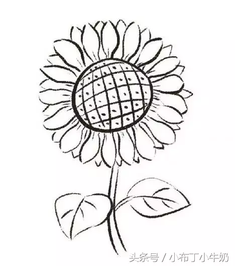 太阳花简笔画