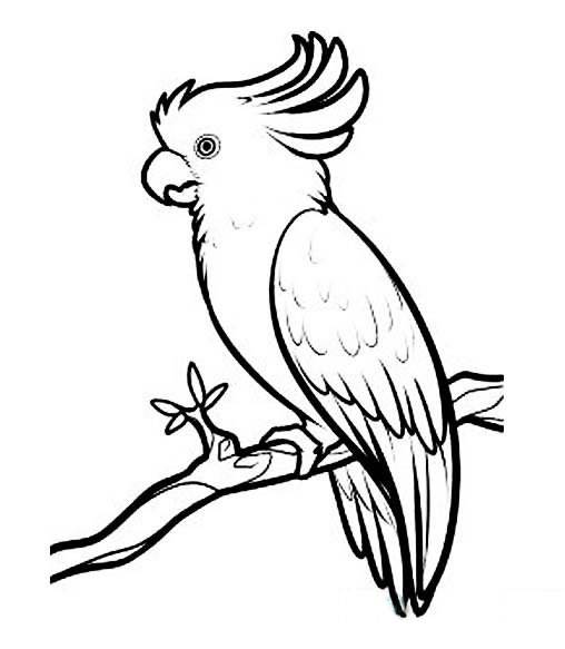 鹦鹉简笔画