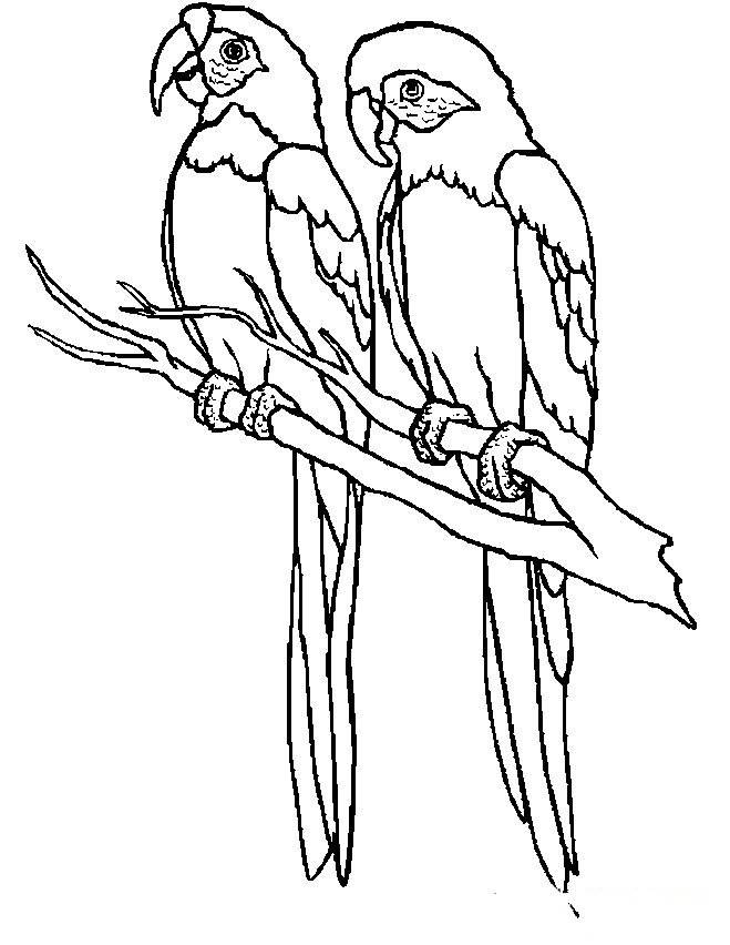 鹦鹉简笔画