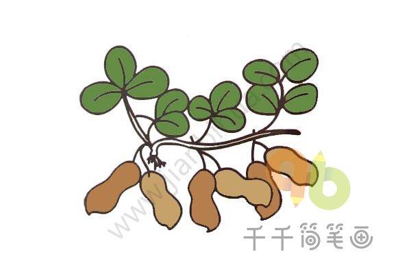 花生简笔画
