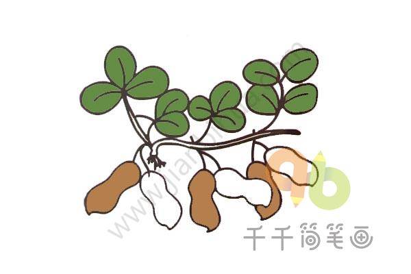 花生简笔画