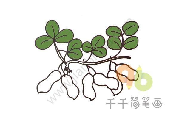 花生简笔画