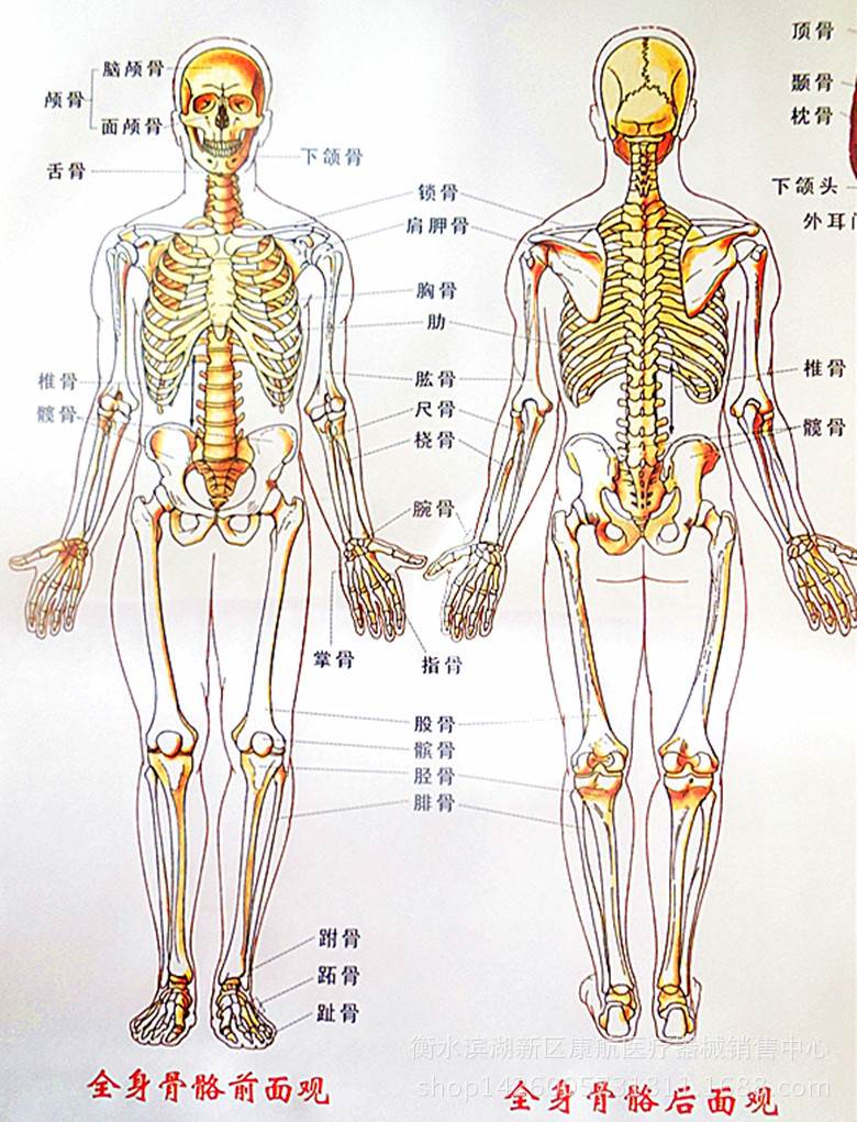 人体骨骼图片