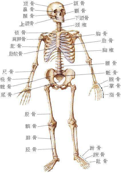 骨骼图