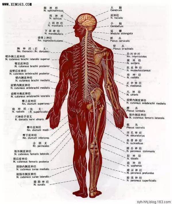 人体骨骼图