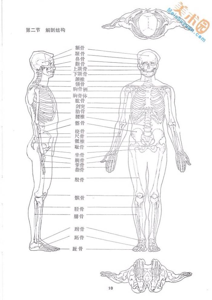 人体骨骼图