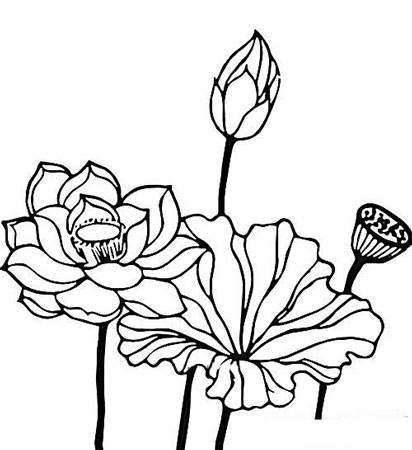 荷花图片简笔画