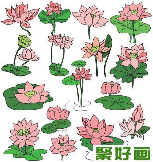 荷花简笔画图片大全