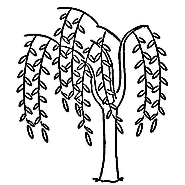 柳树简笔画