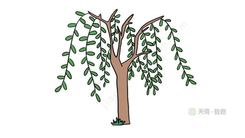 柳树图片简笔画