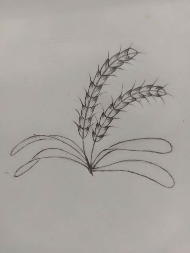 小麦简笔画