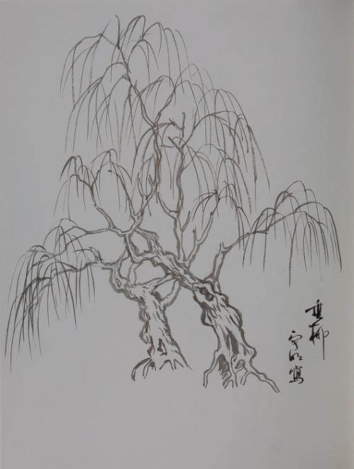 画柳树的简笔画
