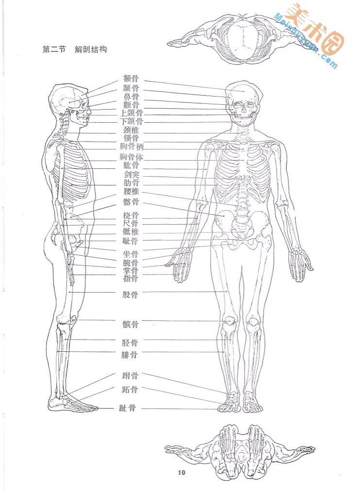 骨骼图片