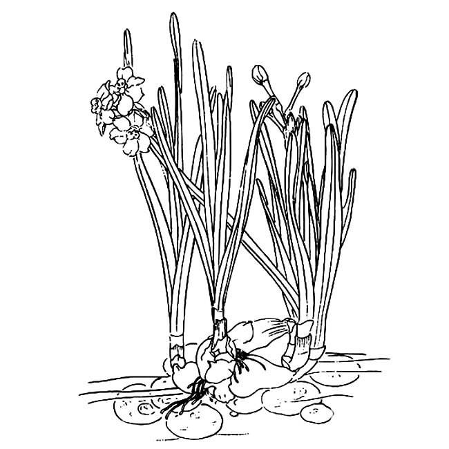水仙花的简笔画