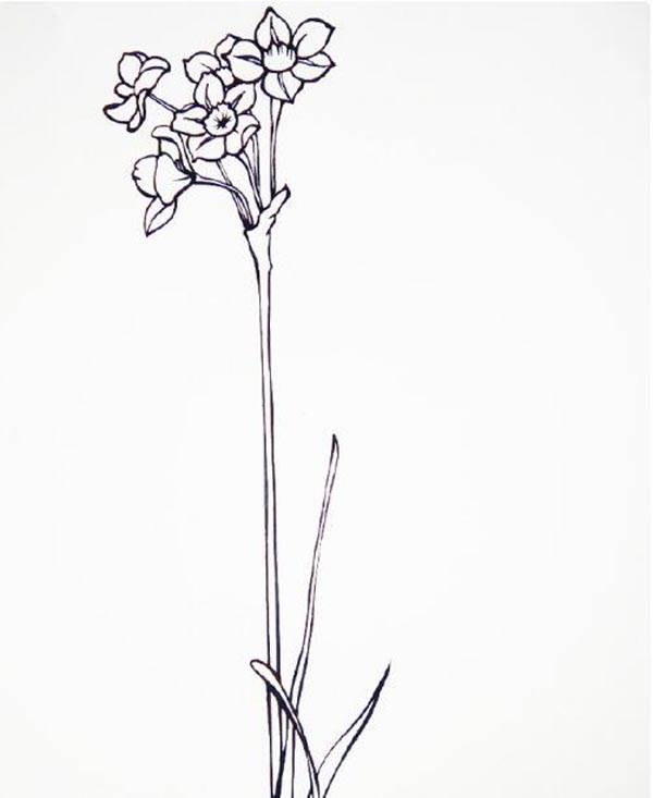 水仙花的简笔画