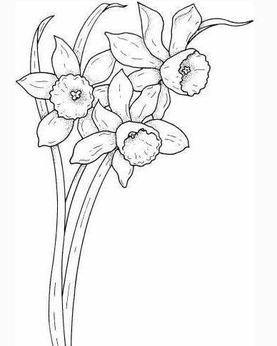 水仙花的简笔画