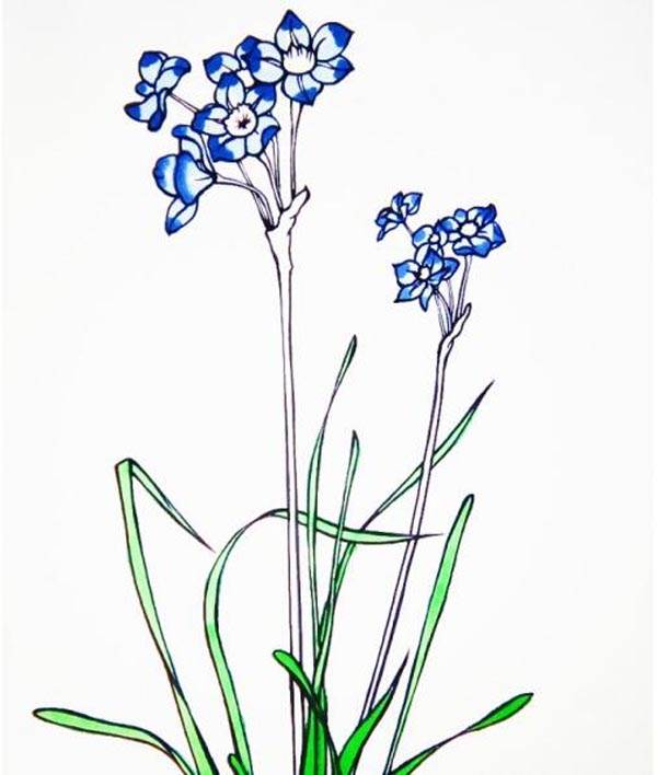 水仙花的简笔画