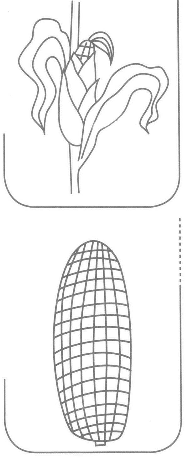 玉米简笔画