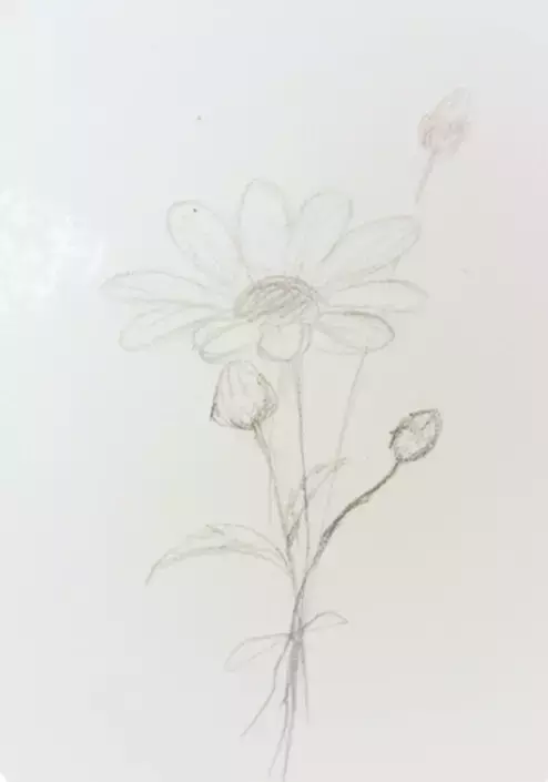 小雏菊简笔画