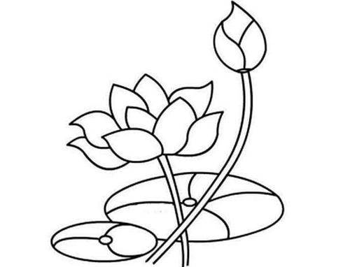 荷花图片大全简笔画