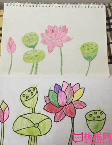 荷花图片大全简笔画