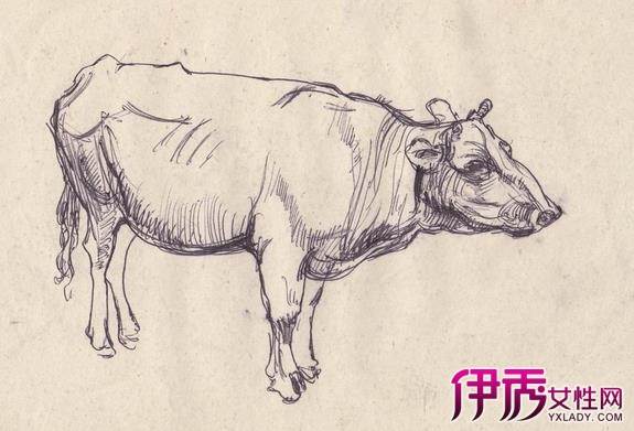 牛素描