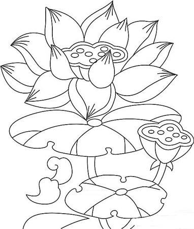荷花图片大全简笔画