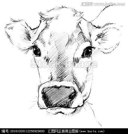 牛素描