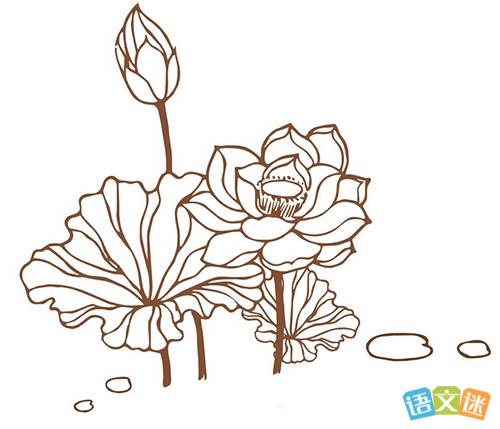 荷花图片大全简笔画