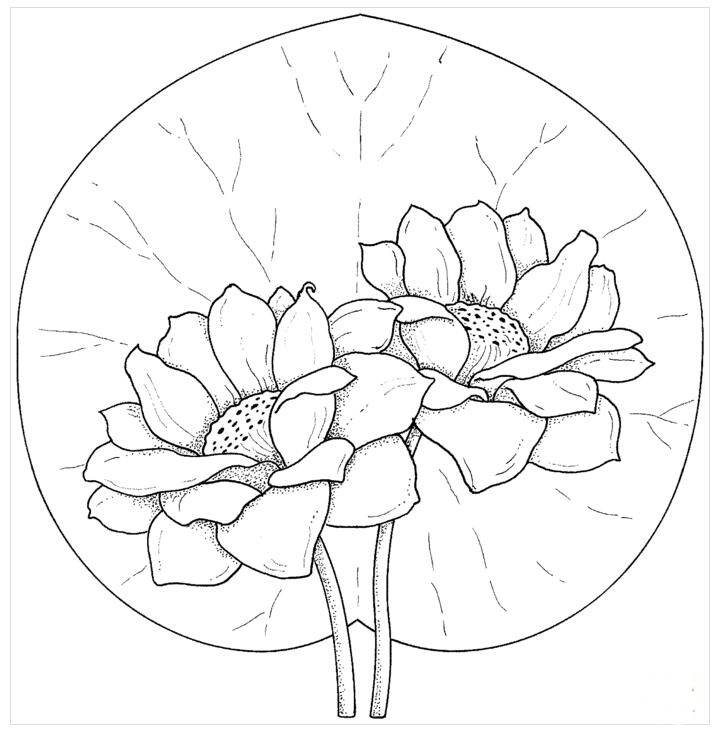 荷花图片大全简笔画