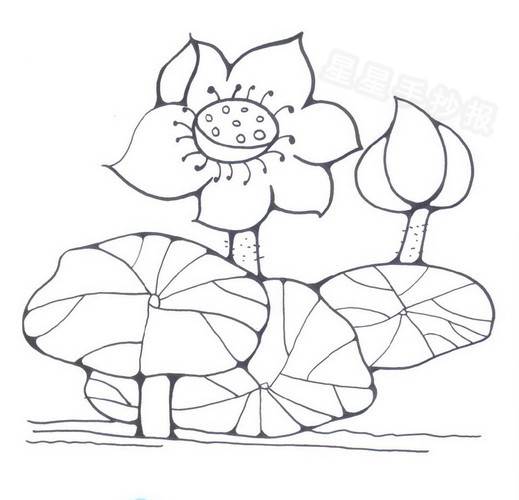 荷花的简笔画