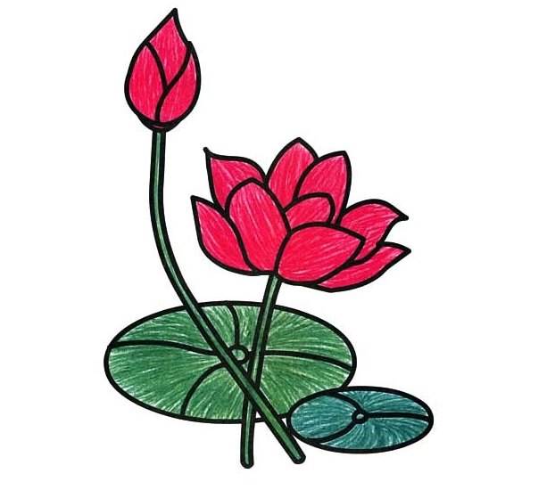 荷花的简笔画