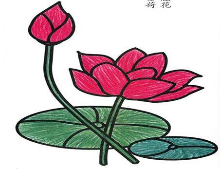 荷花的简笔画