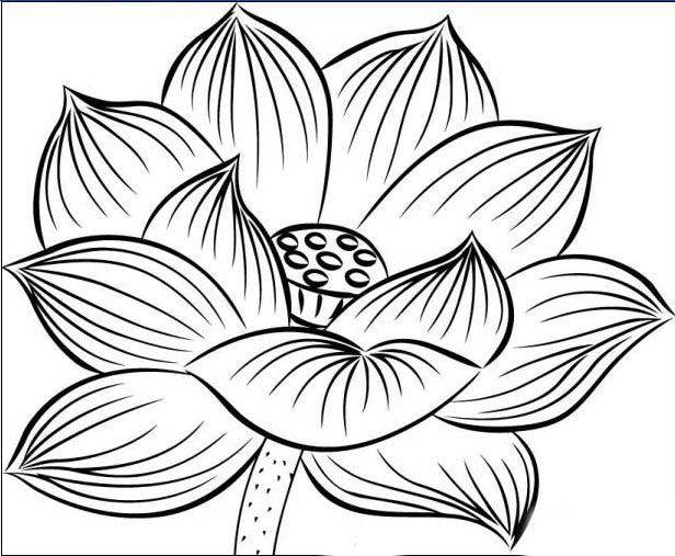 荷花的简笔画